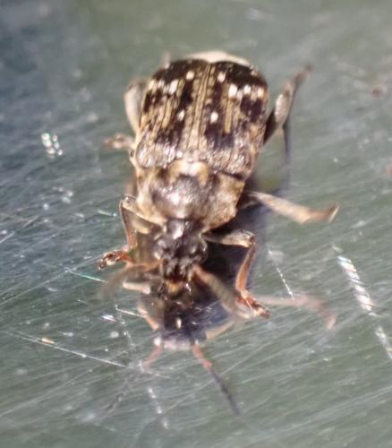 Réf. 345 637 : Bruchus sp.